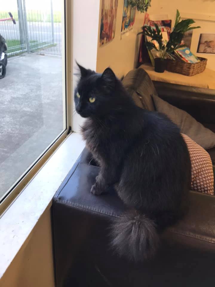 Lucy the cat